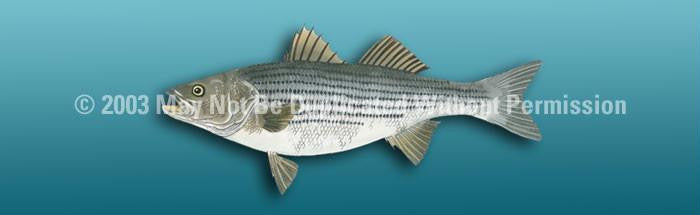 Window Graphic - 16x54 Striped Bass Light Blue