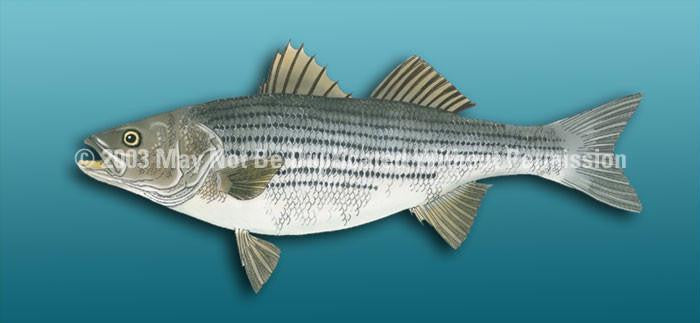 Window Graphic - 30x65 Striped Bass Light Blue