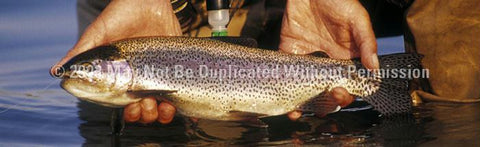 Window Graphic - 20x65 Trout Dream