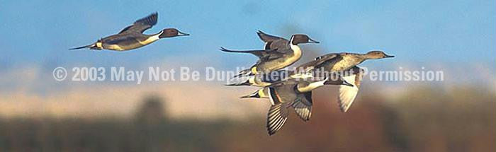 Window Graphic - 16x54 Northern Pintail