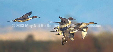 Window Graphic - 30x65 Northern Pintail