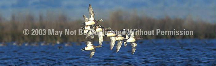 Window Graphic - 20x65 American Wigeon