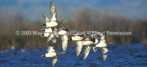 Window Graphic - 30x65 American Wigeon