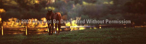 Window Graphic - 16x54 Autumn Horses