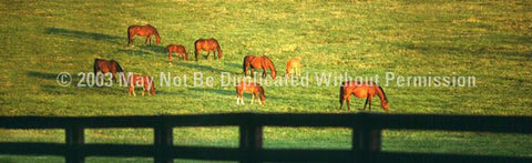 Window Graphic - 16x54 Grazing Horses