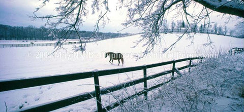 Window Graphic - 30x65 Winter Graze