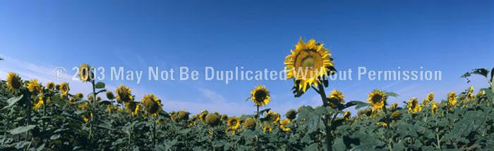 Window Graphic - 16x54 Sunflowers