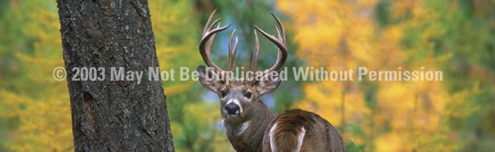 Window Graphic - 16x54 White Tail