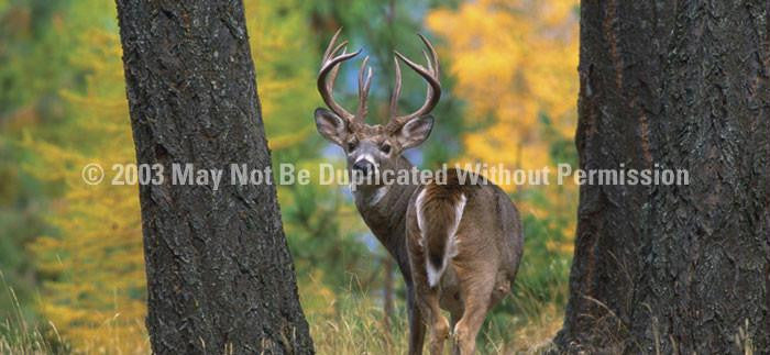 Window Graphic - 30x65 White Tail