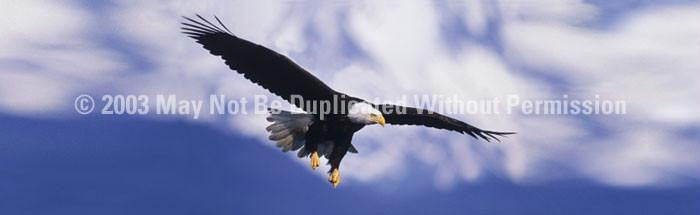 Window Graphic - 20x65 Eagle in Flight