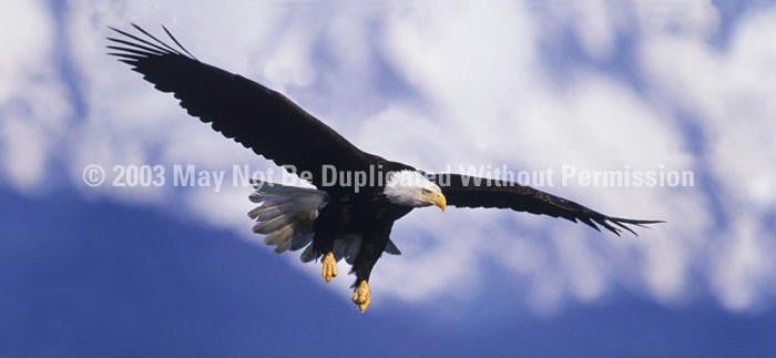 Window Graphic - 30x65 Eagle in Flight