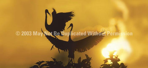 Window Graphic - 30x65 Heron Sunset