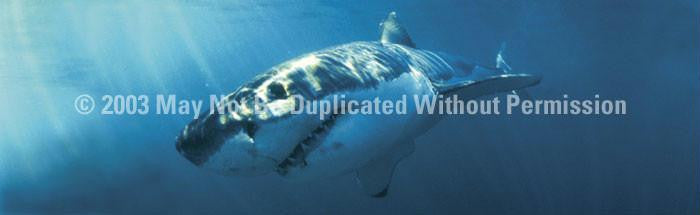 Window Graphic - 16x54 Great White