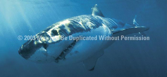 Window Graphic - 30x65 Great White