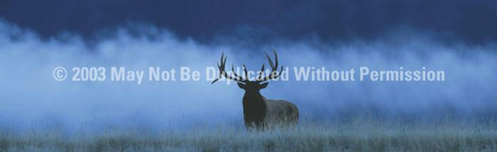 Window Graphic - 16x54 Elk in Fog