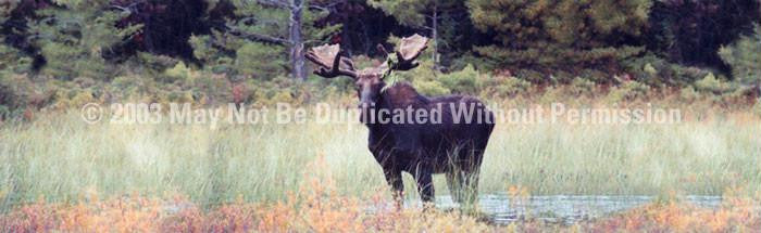 Window Graphic - 16x54 Moose 2