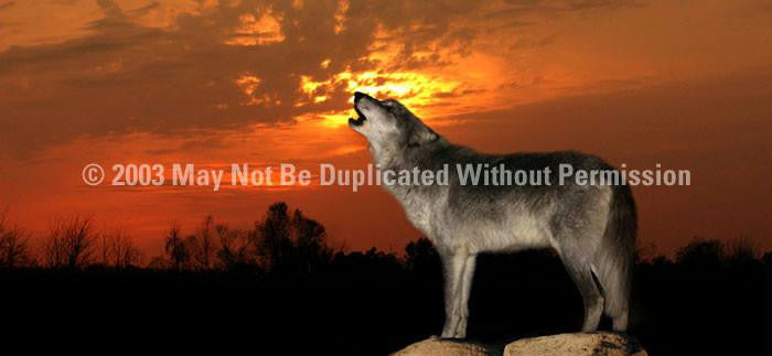 Window Graphic - 30x65 Howling at Sunset