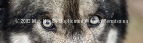 Window Graphic - 16x54 Wolf Eyes