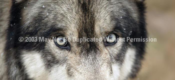 Window Graphic - 30x65 Wolf Eyes