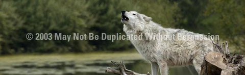 Window Graphic - 20x65 Grey Wolf