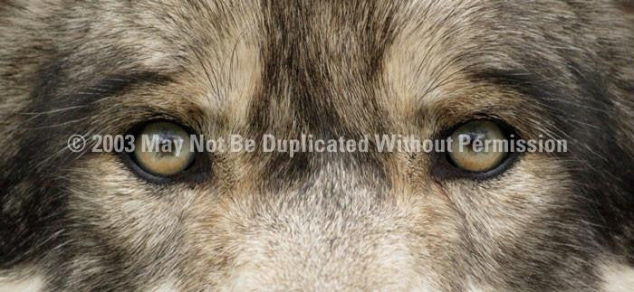 Window Graphic - 30x65 Wolf Eyes 2