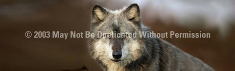 Window Graphic - 20x65 Wolf Portrait