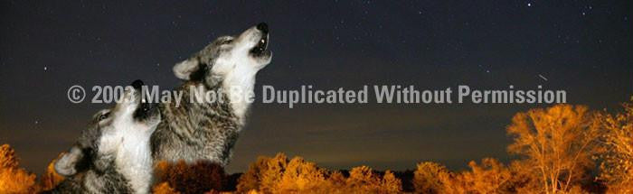 Window Graphic - 16x54 Call of the Wild