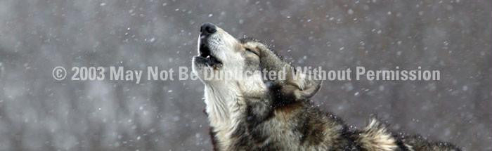 Window Graphic - 20x65 Howling in the Snow