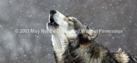 Window Graphic - 30x65 Howling in the Snow