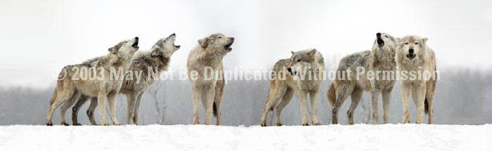 Window Graphic - 16x54 Wolf Pack