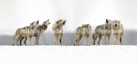 Window Graphic - 30x65 Wolf Pack