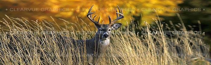 Window Graphic - 16x54 Autumn Buck