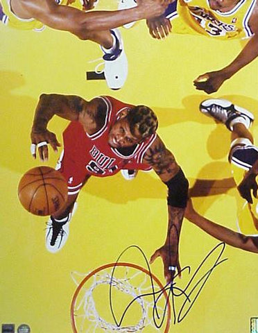 Dennis Rodman Signed 16 X 20 Photo Action Bulls (Rebounding)